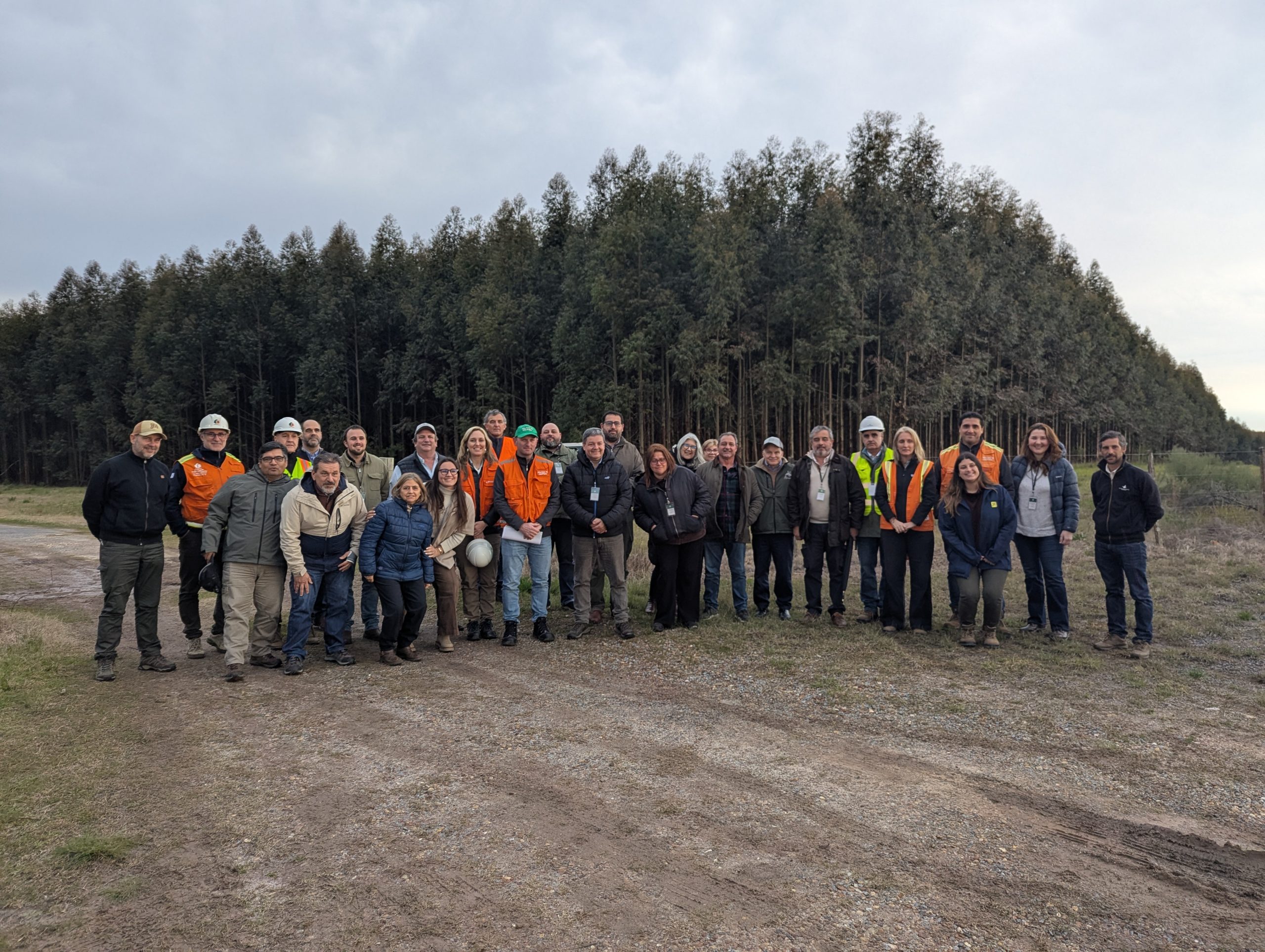 La forestación vista de cerca